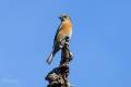 Western Bluebird