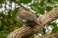 White-winged Dove