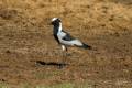 Blacksmith Lapwing