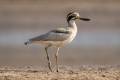 Great Thick-knee