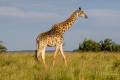 Southern Giraffe