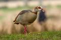 Egyptian Goose