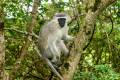 Vervet Monkey