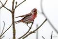 Lesser Redpoll 