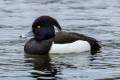 Tufted Duck