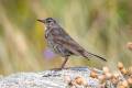 Rock Pipit