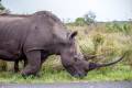 White Rhinoceros