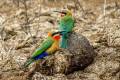 White-fronted Bee-eater