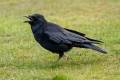 Carrion Crow