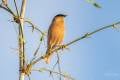 Brahminy Starling 