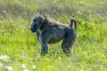 Chacma Baboon