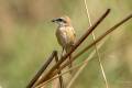 Brown Shrike