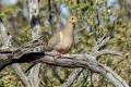 Mourning Dove