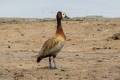 White-faced Whistling Duck