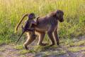 Chacma Baboon